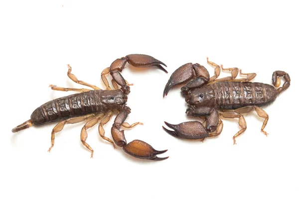 Scorpione Legno Nano Liocheles Isolato Sfondo Bianco — Foto Stock