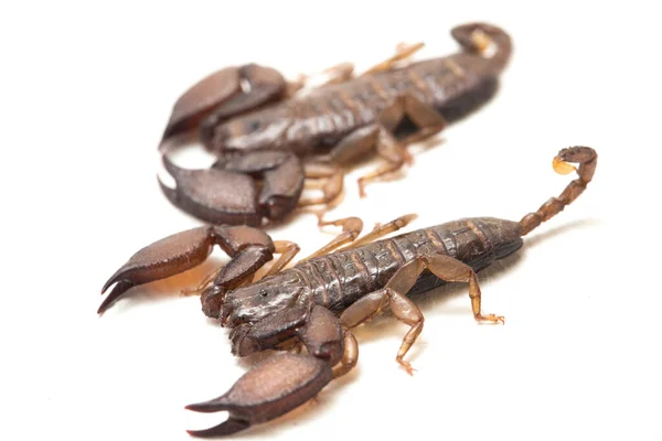 Scorpion Nain Des Bois Liocheles Isolé Sur Fond Blanc — Photo