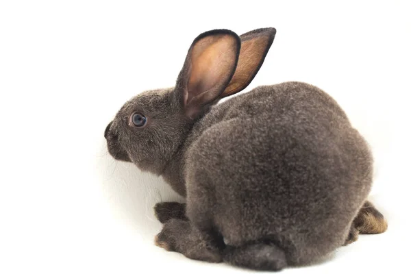 白地に隔離されたグレーのレックスウサギ — ストック写真