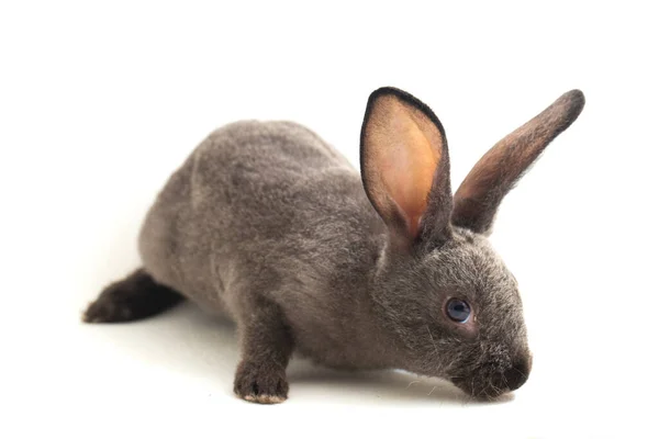 Gray Rex Rabbit Isolated White Background — Stock Photo, Image