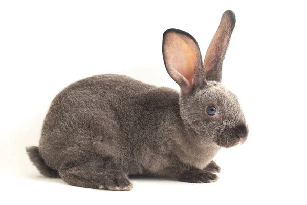 Graue Rex Kaninchen Isoliert Auf Weißem Hintergrund — Stockfoto