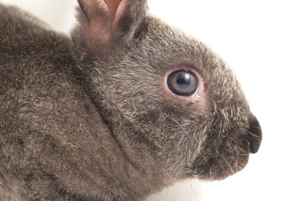 Graue Rex Kaninchen Isoliert Auf Weißem Hintergrund — Stockfoto