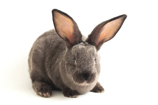 Gray Rex Rabbit Isolated White Background — Stock Photo, Image