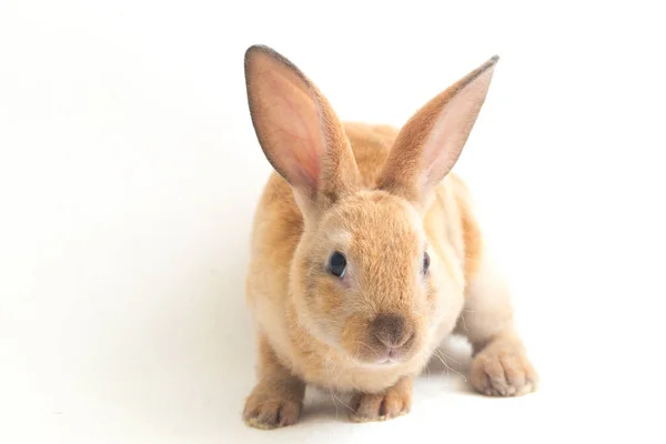 Cute Czerwony Brązowy Pomarańczowy Rex Królik Izolowany Białym Tle — Zdjęcie stockowe