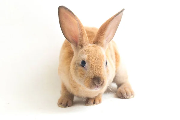 Niedliche Rot Braun Orange Rex Kaninchen Isoliert Auf Weißem Hintergrund — Stockfoto