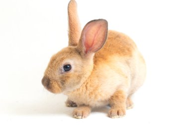 Beyaz arka planda izole edilmiş şirin kırmızı turuncu tavşan.