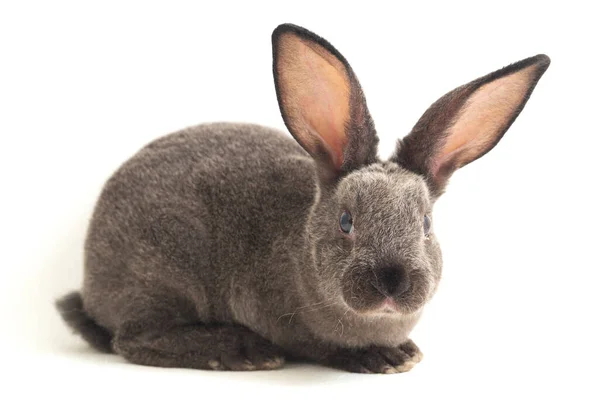 Gray Rex Rabbit Isolated White Background — Stock Photo, Image