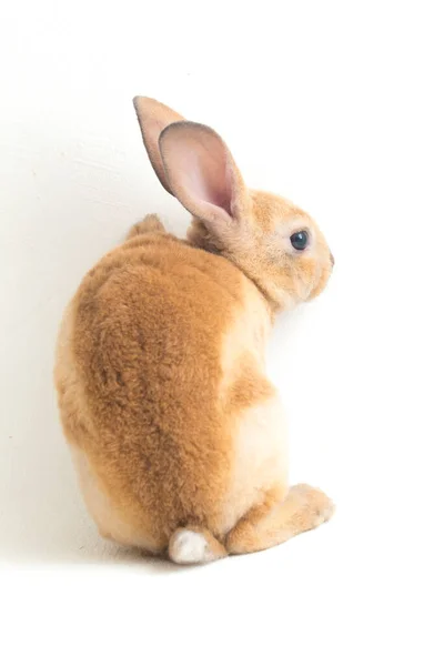 Симпатичный Красно Коричневый Оранжевый Кролик Выделен Белом Фоне — стоковое фото