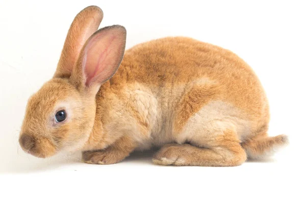 Lindo Rojo Marrón Naranja Rex Conejo Aislado Sobre Fondo Blanco —  Fotos de Stock