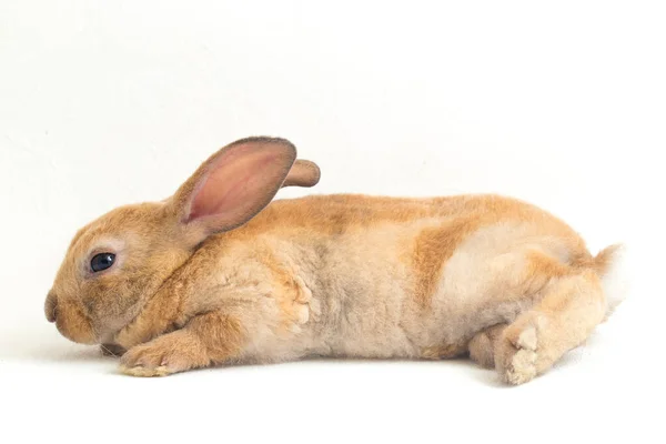 Niedliche Rot Braun Orange Rex Kaninchen Isoliert Auf Weißem Hintergrund — Stockfoto