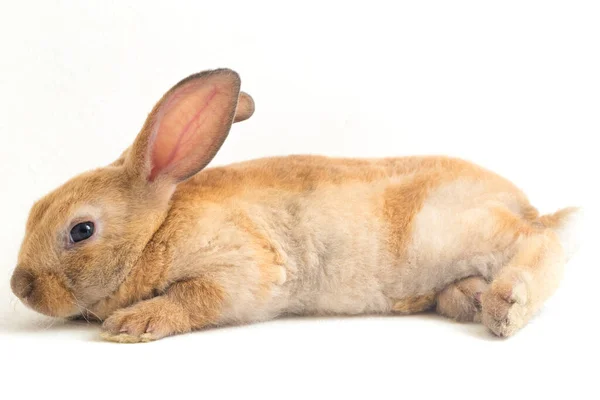 Niedliche Rot Braun Orange Rex Kaninchen Isoliert Auf Weißem Hintergrund — Stockfoto