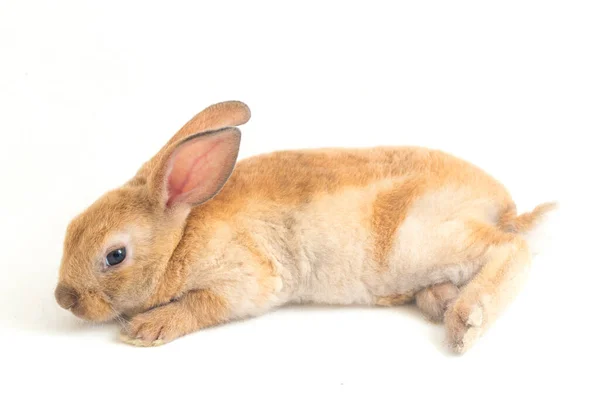 Lindo Rojo Marrón Naranja Rex Conejo Aislado Sobre Fondo Blanco —  Fotos de Stock