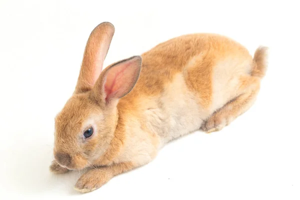 白い背景に隔離されたかわいい赤茶色のオレンジのレックスのウサギ — ストック写真