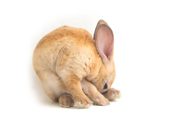 Lindo Rojo Marrón Naranja Rex Conejo Aislado Sobre Fondo Blanco — Foto de Stock