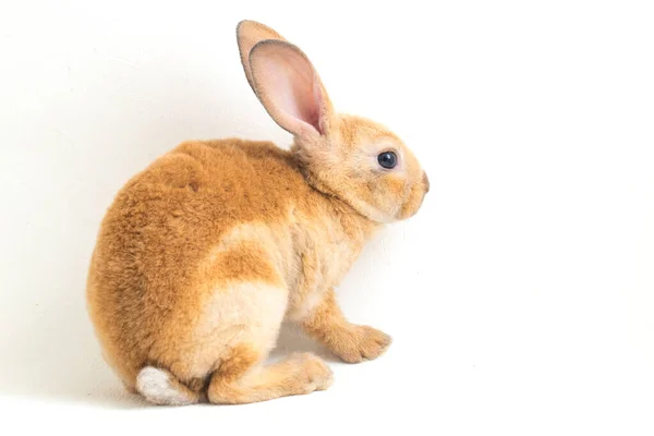 Söt Röd Brun Orange Rex Kanin Isolerad Vit Bakgrund — Stockfoto