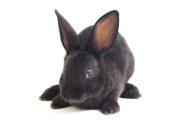 Niedliche Kleine Rex Schwarze Kaninchen Isoliert Auf Weißem Hintergrund — Stockfoto