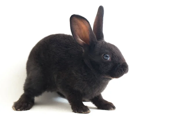 Niedliche Kleine Rex Schwarze Kaninchen Isoliert Auf Weißem Hintergrund — Stockfoto