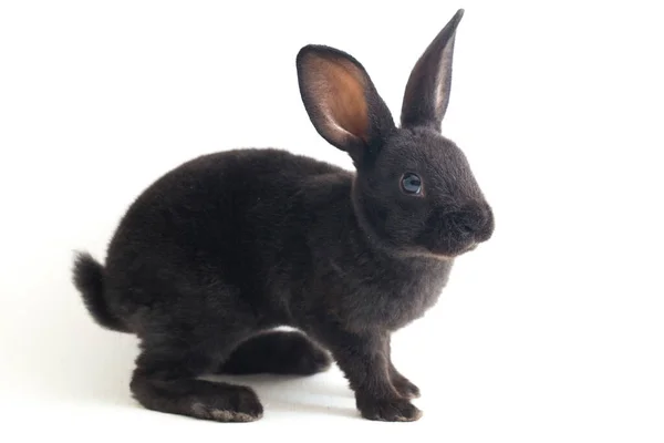 Cute Little Rex Black Rabbit Isolated White Background — Stock Photo, Image