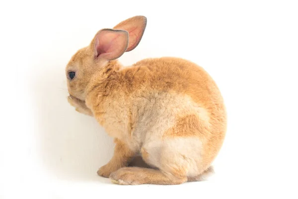 Niedliche Rot Braun Rex Kaninchen Isoliert Auf Weißem Hintergrund — Stockfoto