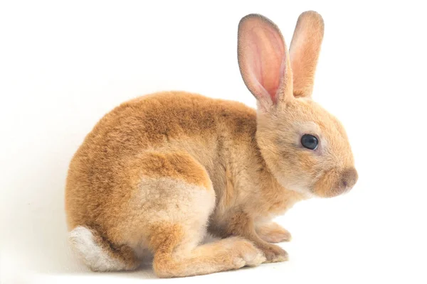 Niedliche Rot Braun Rex Kaninchen Isoliert Auf Weißem Hintergrund — Stockfoto