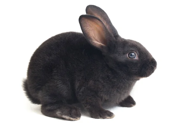 Lindo Conejo Negro Rex Poco Aislado Sobre Fondo Blanco — Foto de Stock