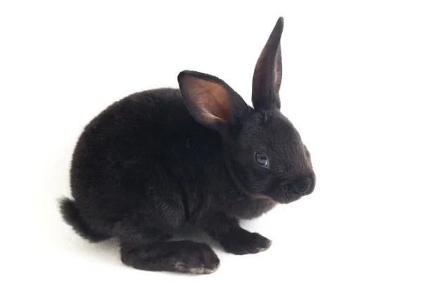 在白色背景上分离出可爱的小黑兔 — 图库照片