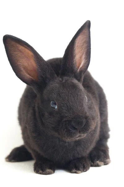 Lindo Conejo Negro Rex Poco Aislado Sobre Fondo Blanco —  Fotos de Stock
