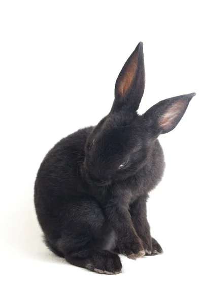 Niedliche Kleine Rex Schwarze Kaninchen Isoliert Auf Weißem Hintergrund — Stockfoto