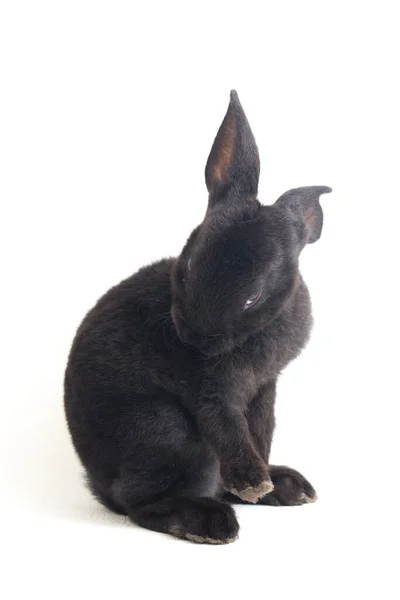 Söt Liten Rex Svart Kanin Isolerad Vit Bakgrund — Stockfoto