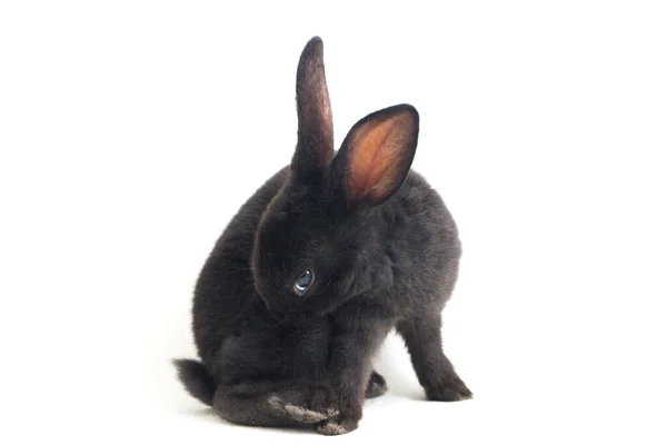 Mignon Petit Lapin Noir Rex Isolé Sur Fond Blanc — Photo