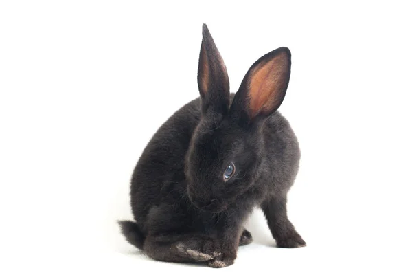白い背景に隔離されたかわいいレックス黒ウサギ — ストック写真