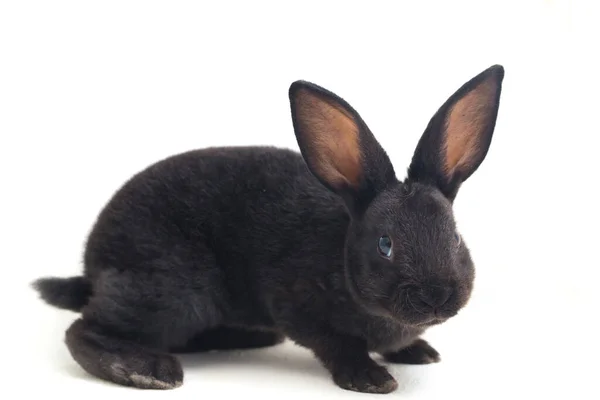 白い背景に隔離されたかわいいレックス黒ウサギ — ストック写真
