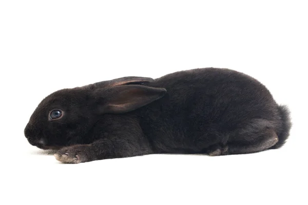 Симпатичный Маленький Рекс Черный Кролик Изолирован Белом Фоне — стоковое фото