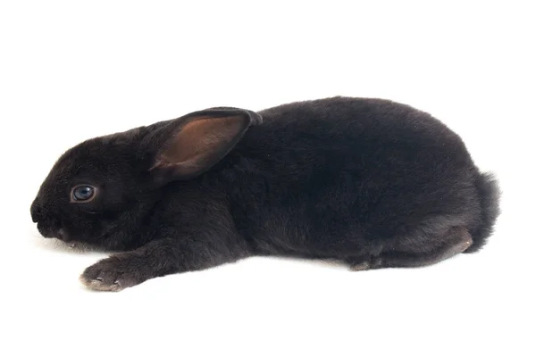 Симпатичный Маленький Рекс Черный Кролик Изолирован Белом Фоне — стоковое фото