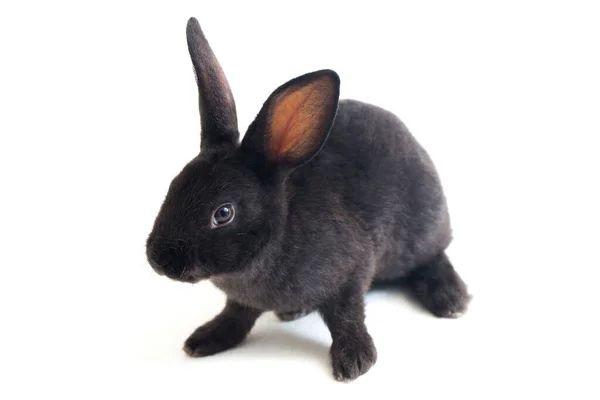 Niedliche Kleine Rex Schwarze Kaninchen Isoliert Auf Weißem Hintergrund — Stockfoto