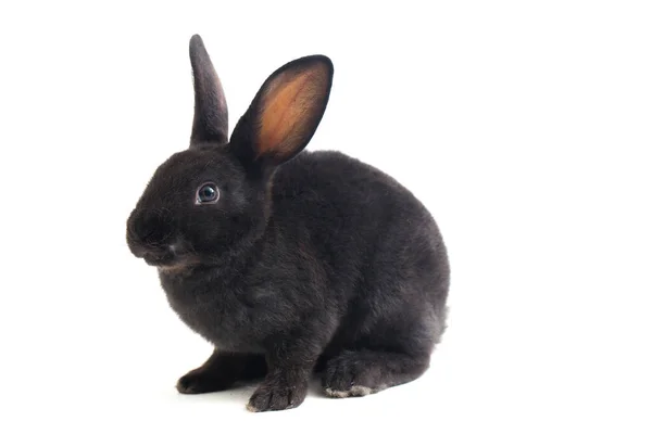 Niedliche Kleine Rex Schwarze Kaninchen Isoliert Auf Weißem Hintergrund — Stockfoto