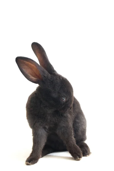 Beyaz Arka Planda Izole Edilmiş Şirin Küçük Siyah Tavşan — Stok fotoğraf