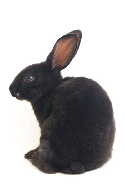 Cute Little Rex Black Rabbit Isolated White Background — Stock Photo, Image