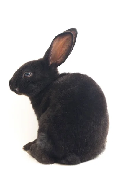 Lindo Conejo Negro Rex Poco Aislado Sobre Fondo Blanco — Foto de Stock