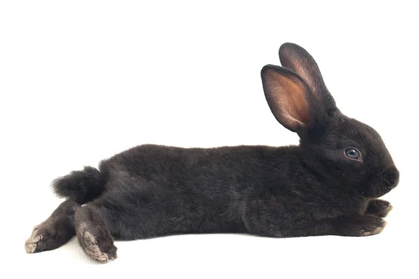 Lindo Conejo Negro Rex Poco Aislado Sobre Fondo Blanco — Foto de Stock