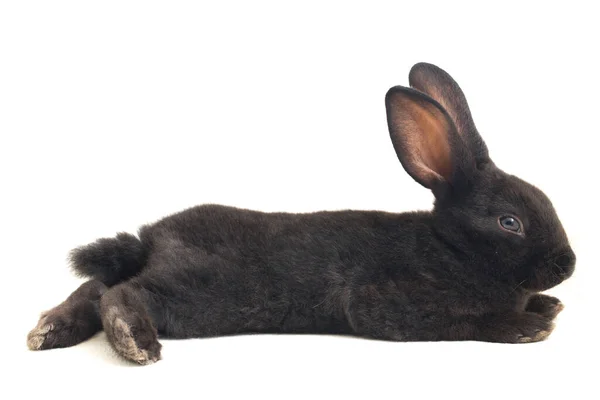 Cute Little Rex Black Rabbit Isolated White Background — Stock Photo, Image