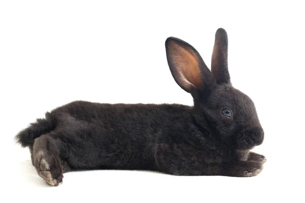 Lindo Conejo Negro Rex Poco Aislado Sobre Fondo Blanco — Foto de Stock