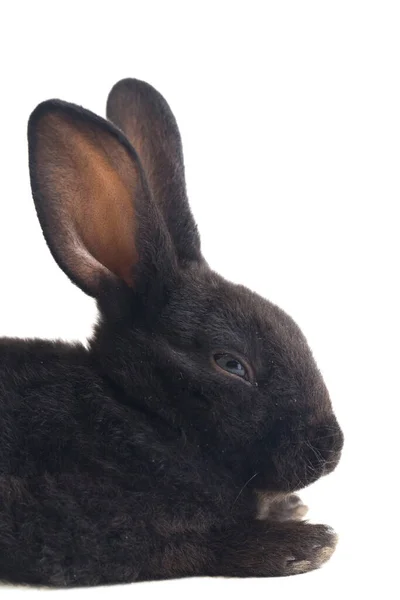 Lindo Conejo Negro Rex Poco Aislado Sobre Fondo Blanco — Foto de Stock
