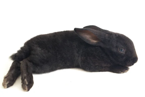 Lindo Conejo Negro Rex Poco Aislado Sobre Fondo Blanco —  Fotos de Stock