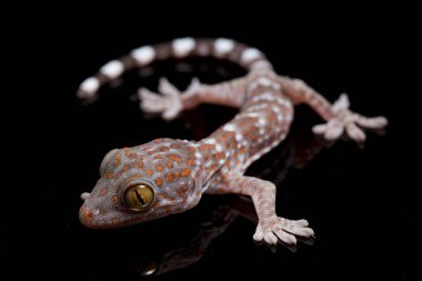 Tokay Gecko (Gekko gecko) siyah arkaplanda izole edildi.