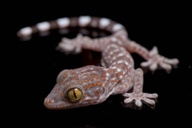 Tokay Gecko (Gekko gecko) siyah arkaplanda izole edildi.