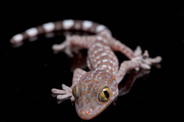 Tokay Gecko (Gekko gecko) siyah arkaplanda izole edildi.