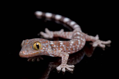 Tokay Gecko (Gekko gecko) siyah arkaplanda izole edildi.