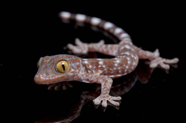 Tokay Gecko (Gekko gecko) siyah arkaplanda izole edildi.