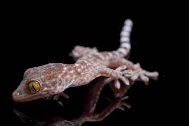 Tokay Gecko (Gekko gecko) siyah arkaplanda izole edildi.